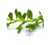 Bacopa Monnieri