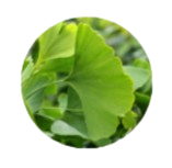 Ginkgo Biloba