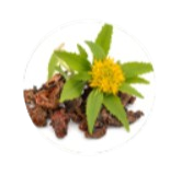 Rhodiola Rosea Extract